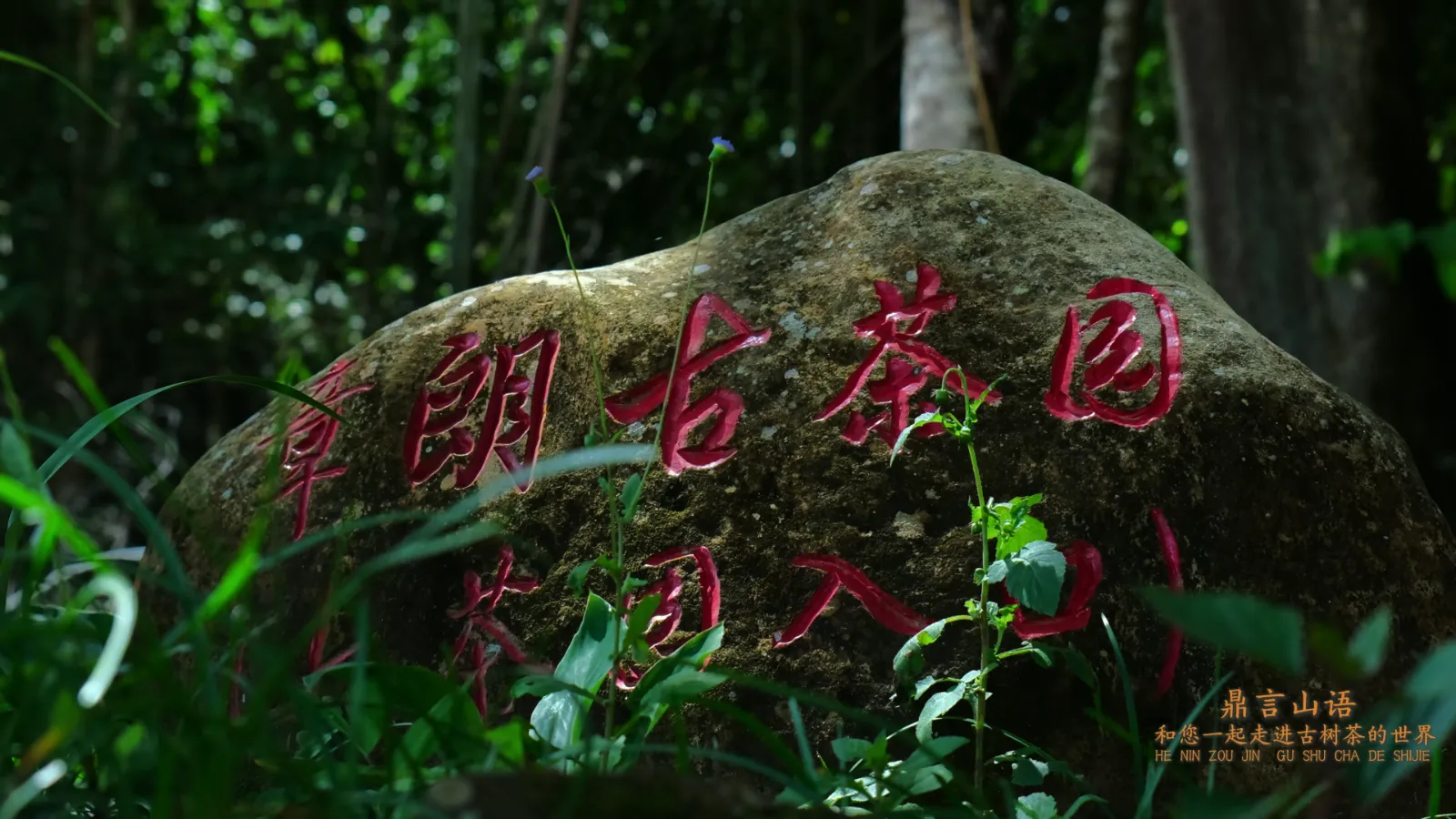 安溪铁观音茶园